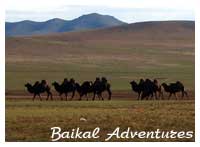 Mongolian camels