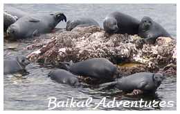 Baikal seal (nerpa)