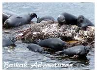 Baikal Seals (nerpa), The travel information about Lake Baikal, Mongolia, Buryatia, activities, ecological adventures, individual tours in the Baikal region.  